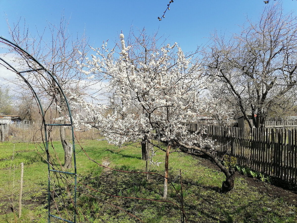 Абрикос в апреле 2020 года. Фото автора