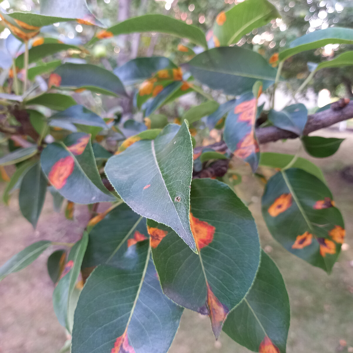 Вот такое безобразие. Фото автора.