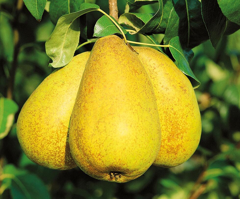 Сорт груши маисян. Груша бессемянка. Сорт груши осенняя сладкая. Какой сорт груши хороший. Какой сорт груши хороший.