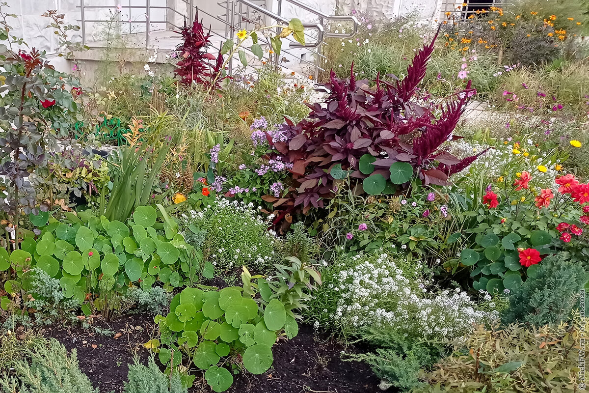 2. Клумба... © NickFW.ru — 04.10.2021г. ещё 3