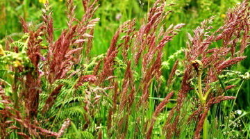 Овсяница красная красная наиболее сильная и приспосабливающаяся трава из всех трех типов. Формируя сильные подземные побеги, она может быстро покрывать образующиеся пустые места на газоне.