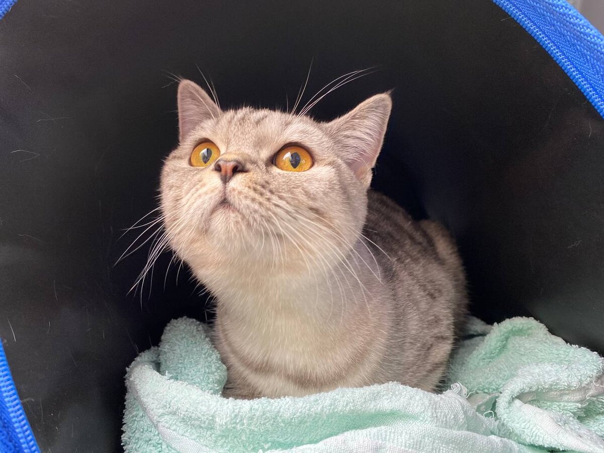 Путешествует к нам в гости)