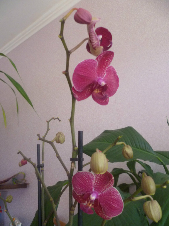 При покупке