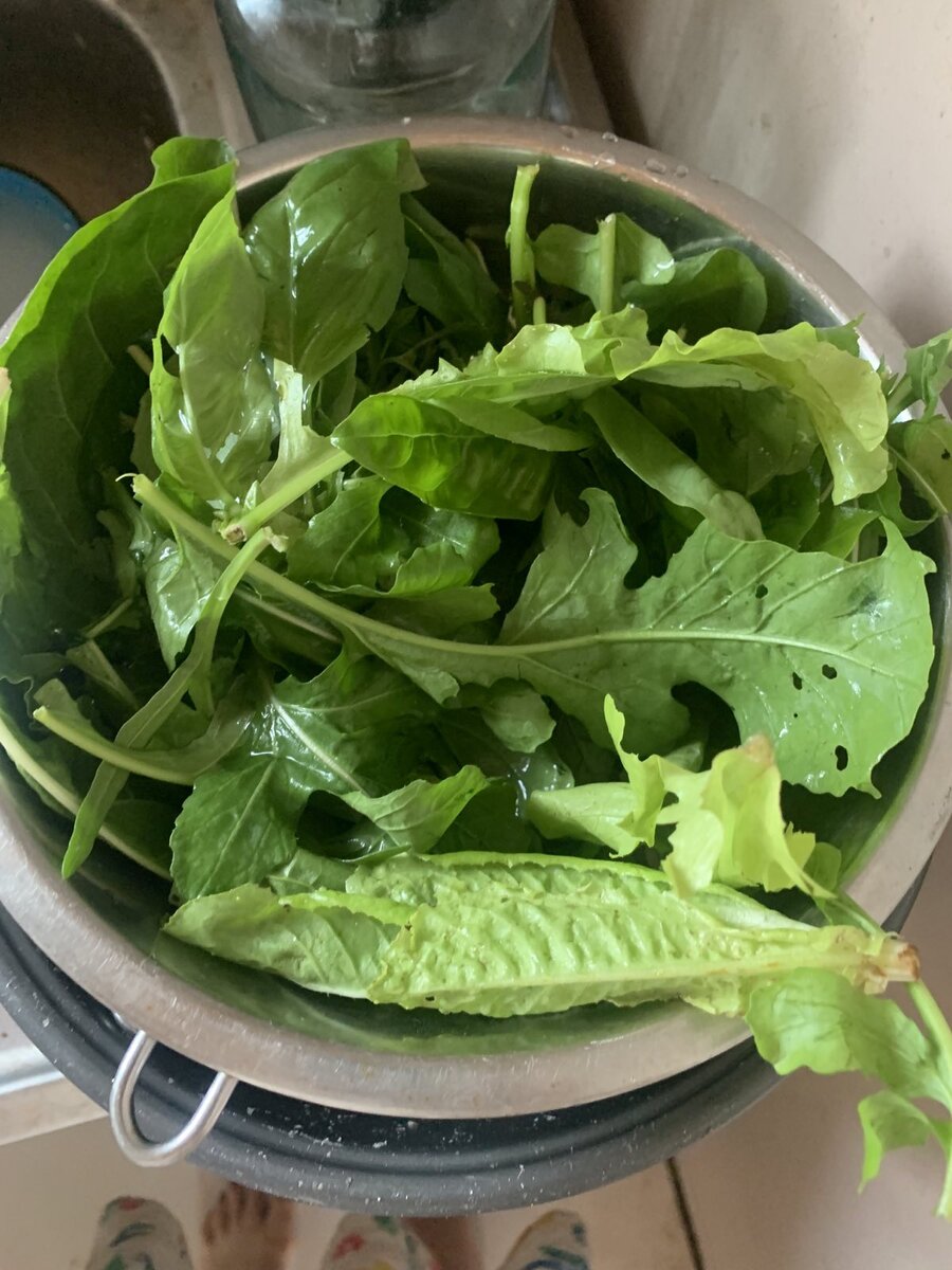 Шпинат и в принципе зелень промывайте солевым раствором, вся зелень с легкостью аккумулирует ТМ. Фото: архив автора
