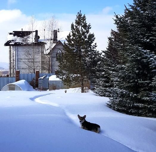Вельшкорги моей начальницы