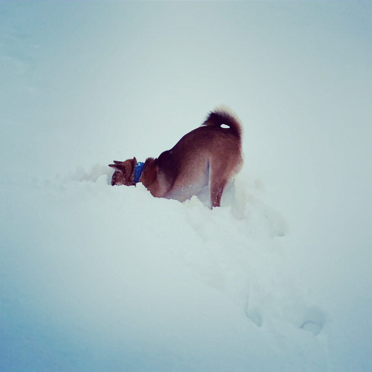 Тимо развлекается в знакомом безопасном месте, а в незнакомом - в снегу может оказаться все, что угодно!