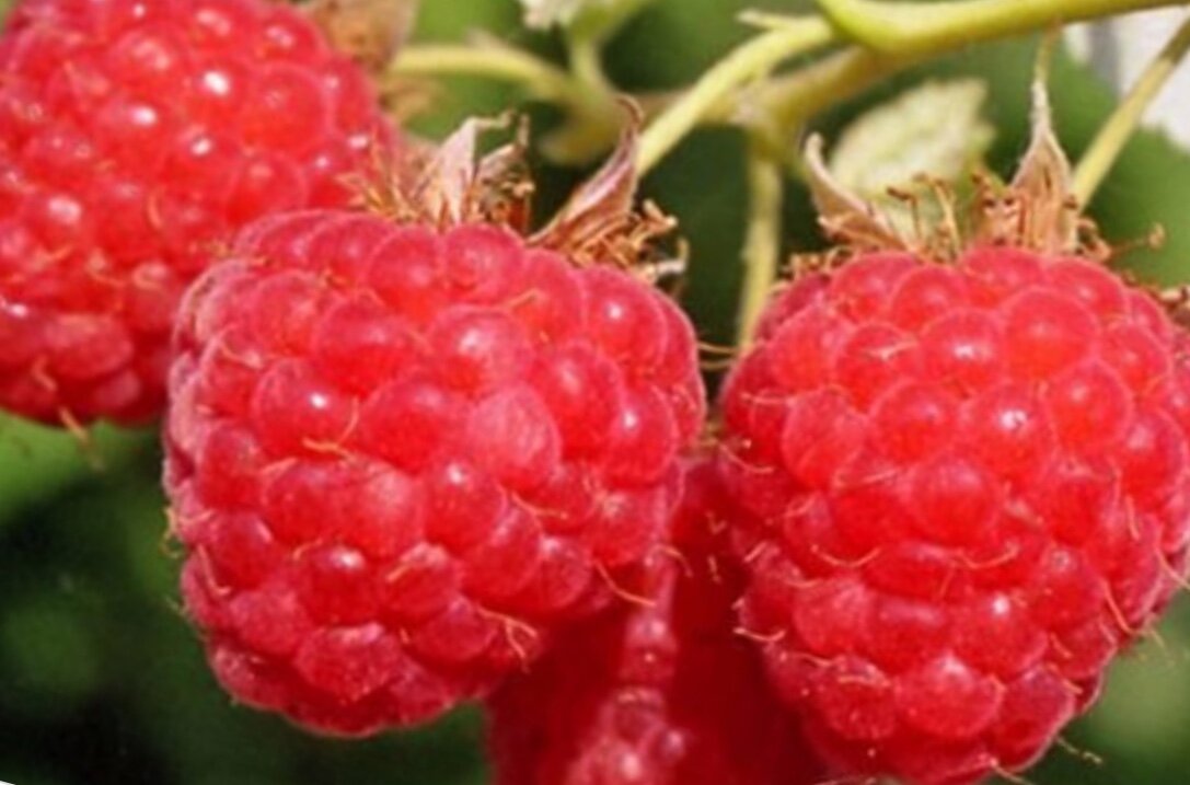 Среднеспелый сорт малины. Скромница 