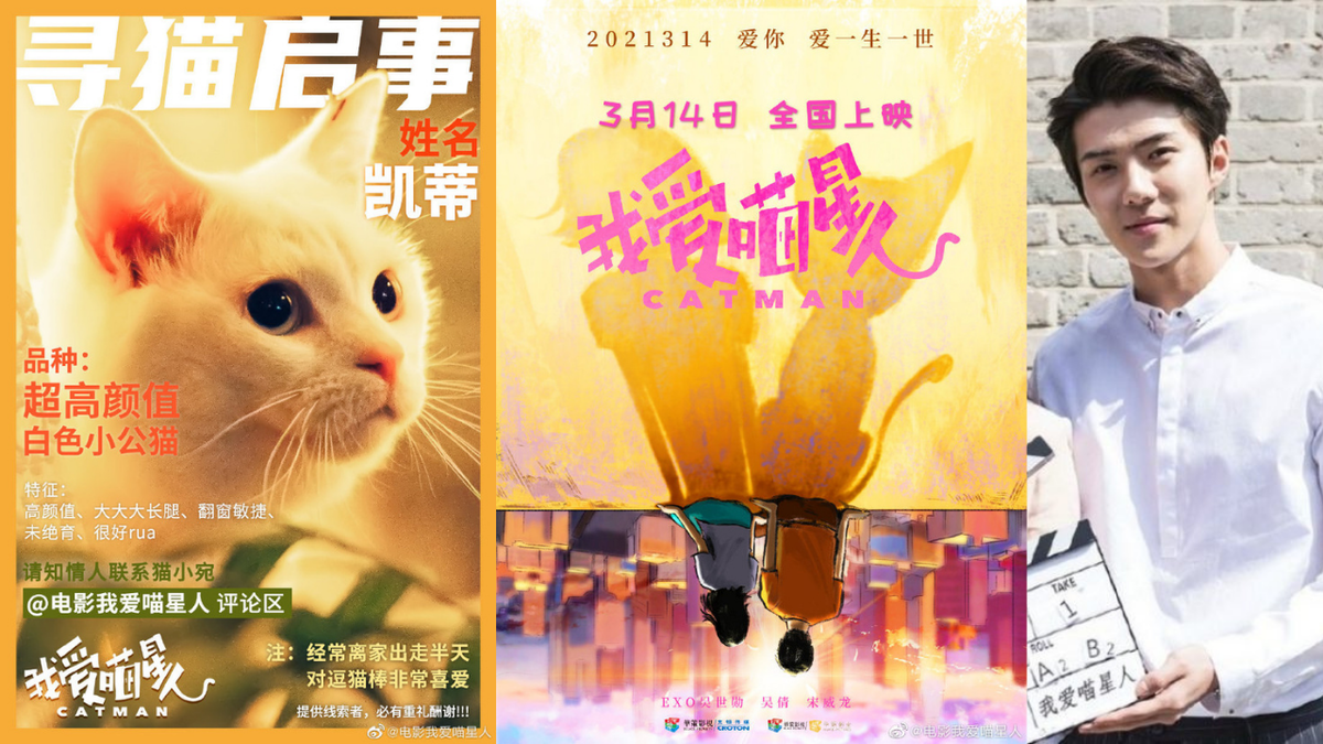 Коллаж постеров и закадровых фото к фильму «Котопарень»