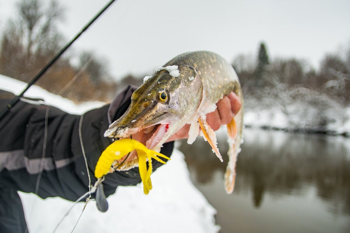 На малых реках весной можно половить трофейных щук. Фото из открытых источников "Яндекс картинки"