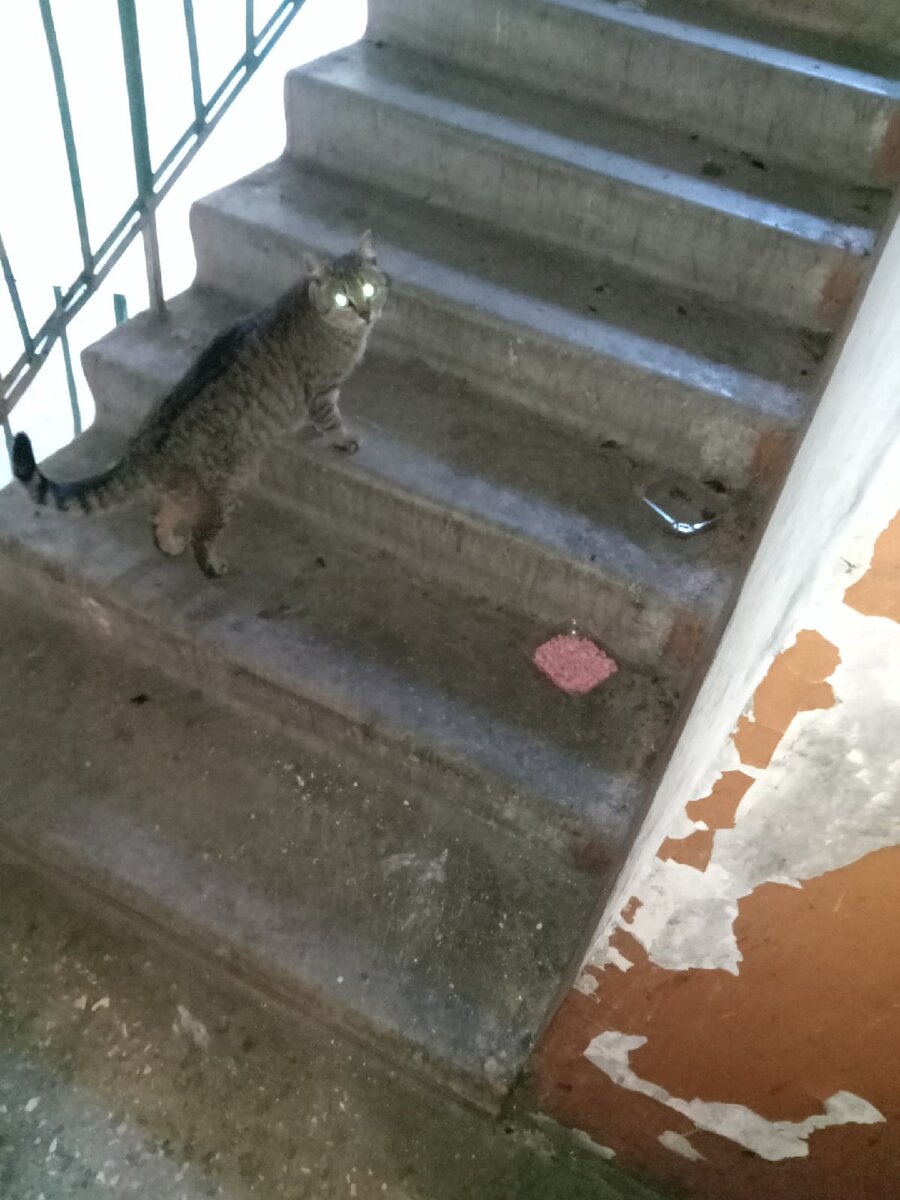 Бездомная кошечка, приходит погреться в подъезд. 