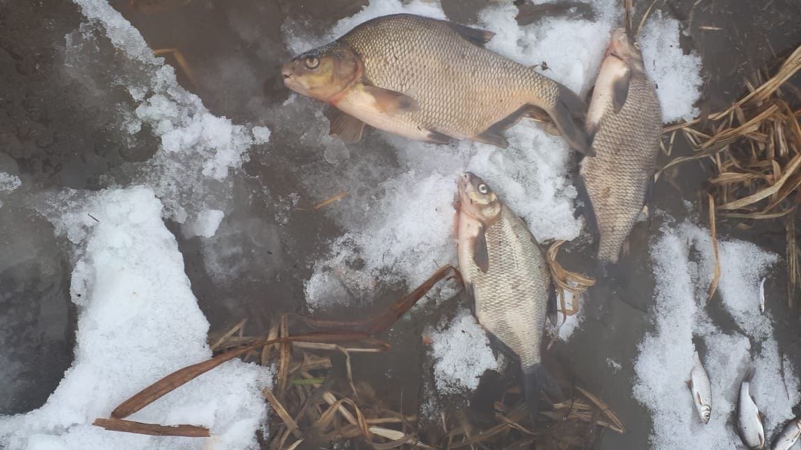 Мертвая рыба