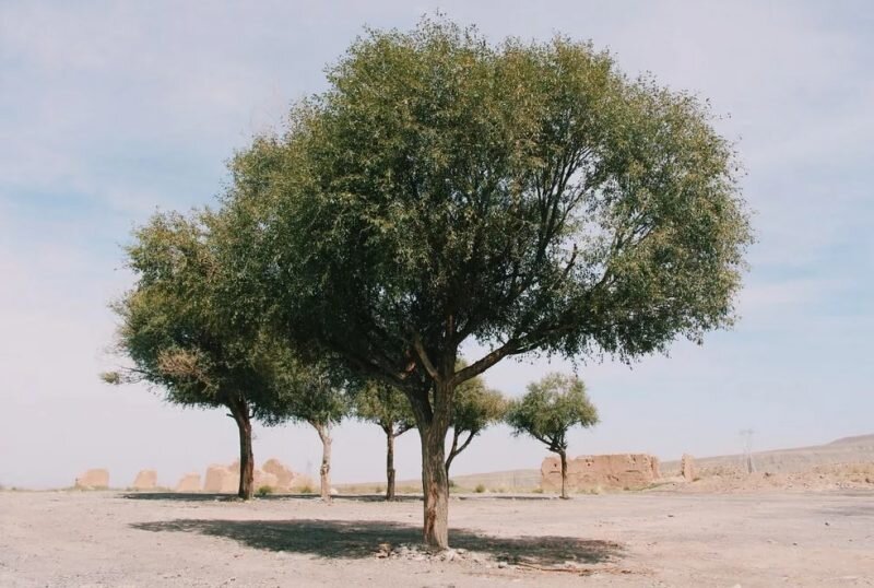  Дерево Пало Санто (ибиокаи). Фото из сети интернет