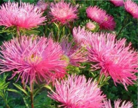 роскошные астры