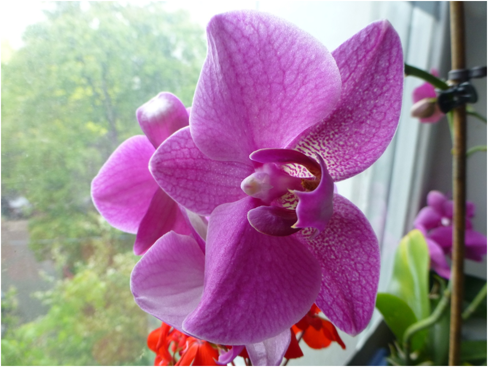 Орхидея и герань.