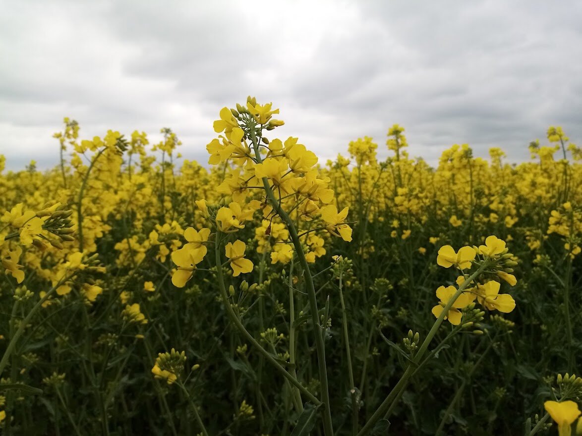 Мед из рапса