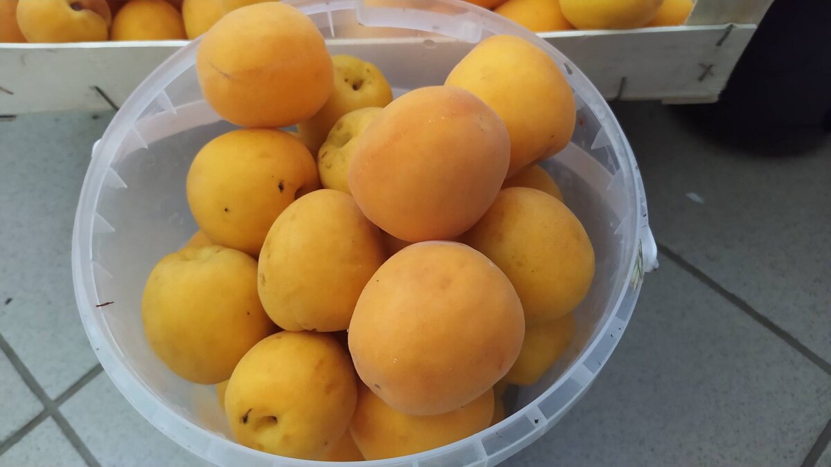 Абрикосы урожая 2022