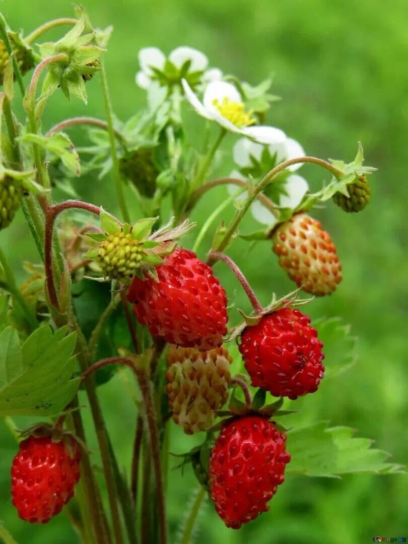 Земляника Fragaria