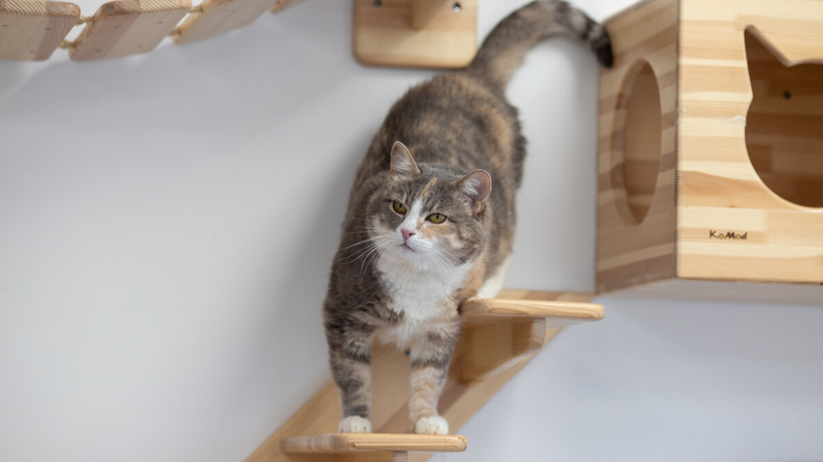 Одри. Бывшеуличная кошка. В данный момент ищем ей дом.