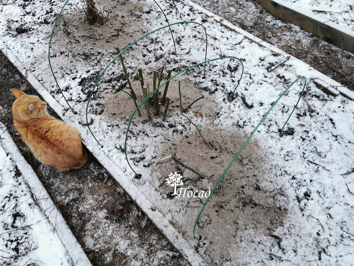 Время совсем неподходящее. Снег уже падает, а я розы пересаживаю.