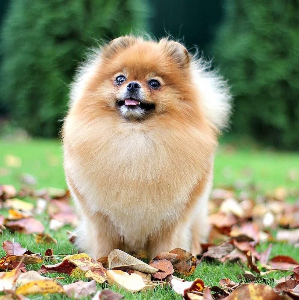 Все мы любим этих милых собачек, похожих на медвежат, но чтобы они оставались такими же красивыми и милыми нужно обеспечить им уход, о котором я расскажу в этой статье.