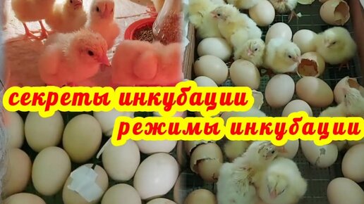 Инкубаторы для куриных яиц - купить в интернет-магазине МСК-Инкубатор