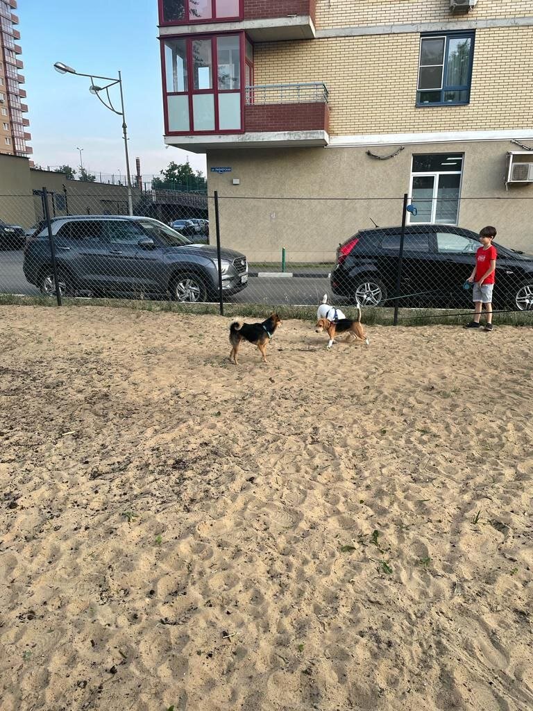 На улице Пионерской в Королёве сделали новую площадку для выгула собак |  Наш дом Королёв | Дзен