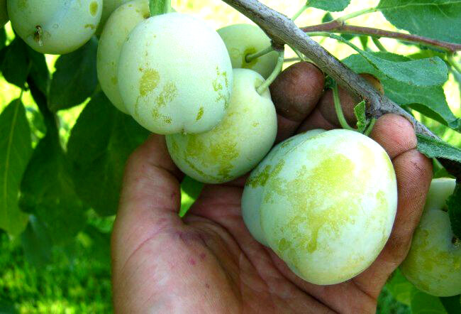 Вот такого точно цвета. Свой симок делать был некогда, вязла из интернета.