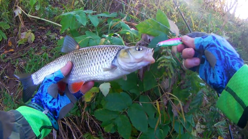 Голавль осенью клюет на пелагический джиг спиннинг.Взял на пилькер после нескольких подрывов на короткой паузе.