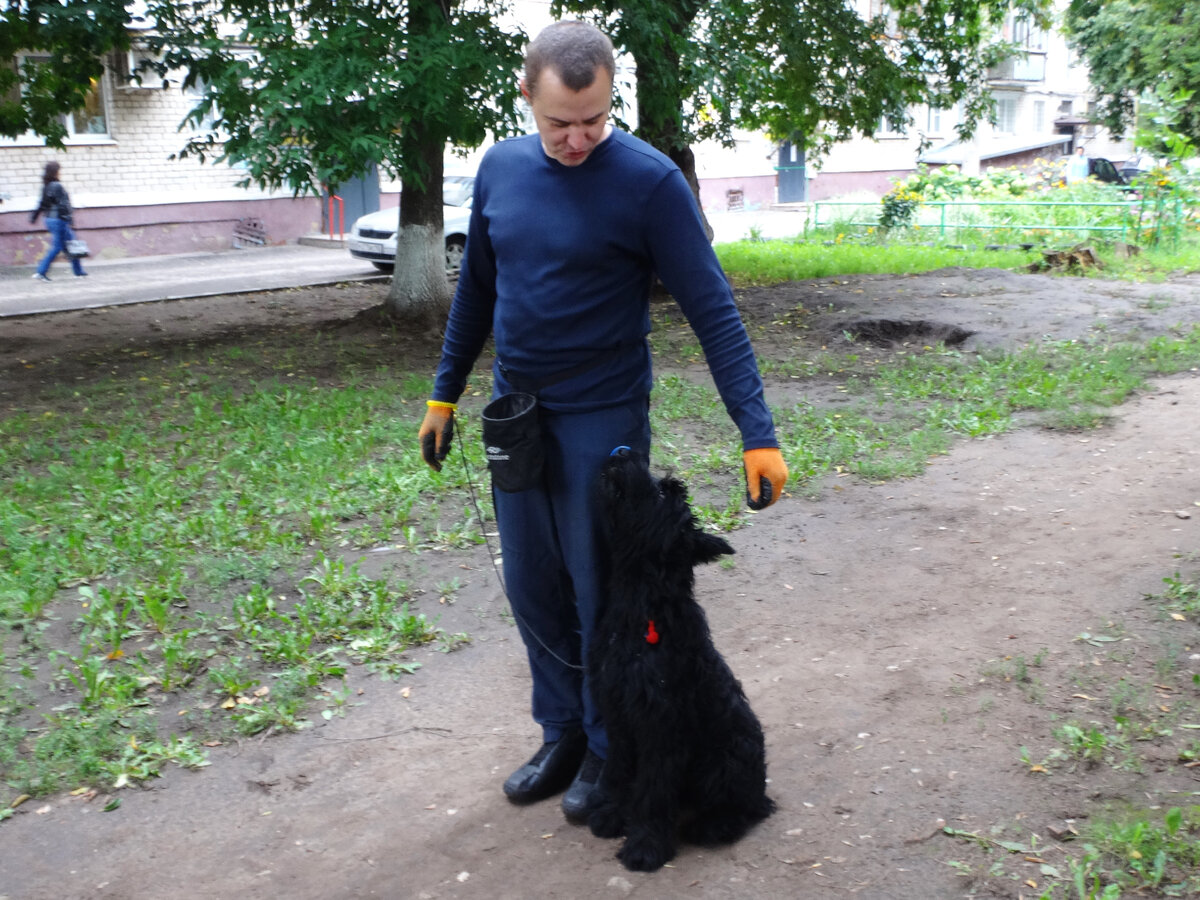 Роман Шигаев - инструктор РКФ, помощник судьи в защитном разделе РКФ №3536. Ризеншнауцер Куба.