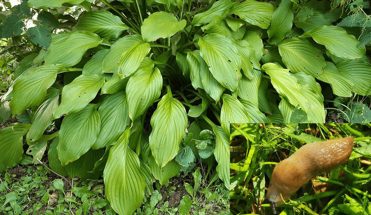    Хоста – уход осенью с профилактикой слизневых резервуаров