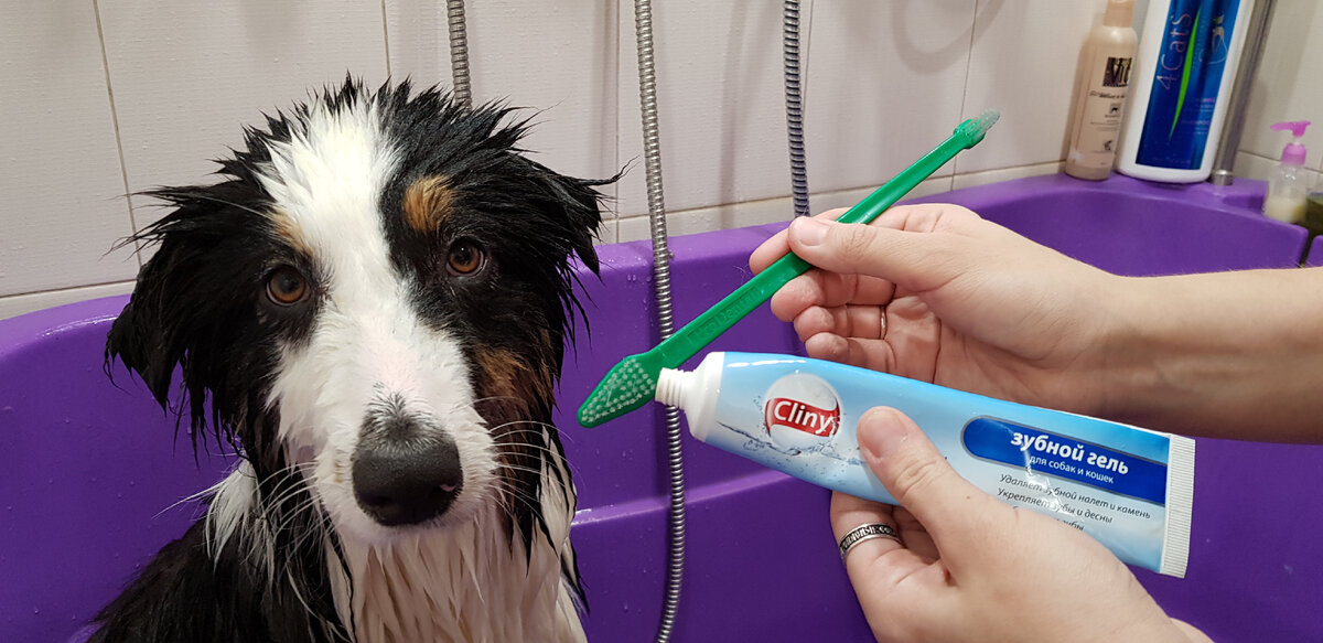Чем очистить собачьи волосы