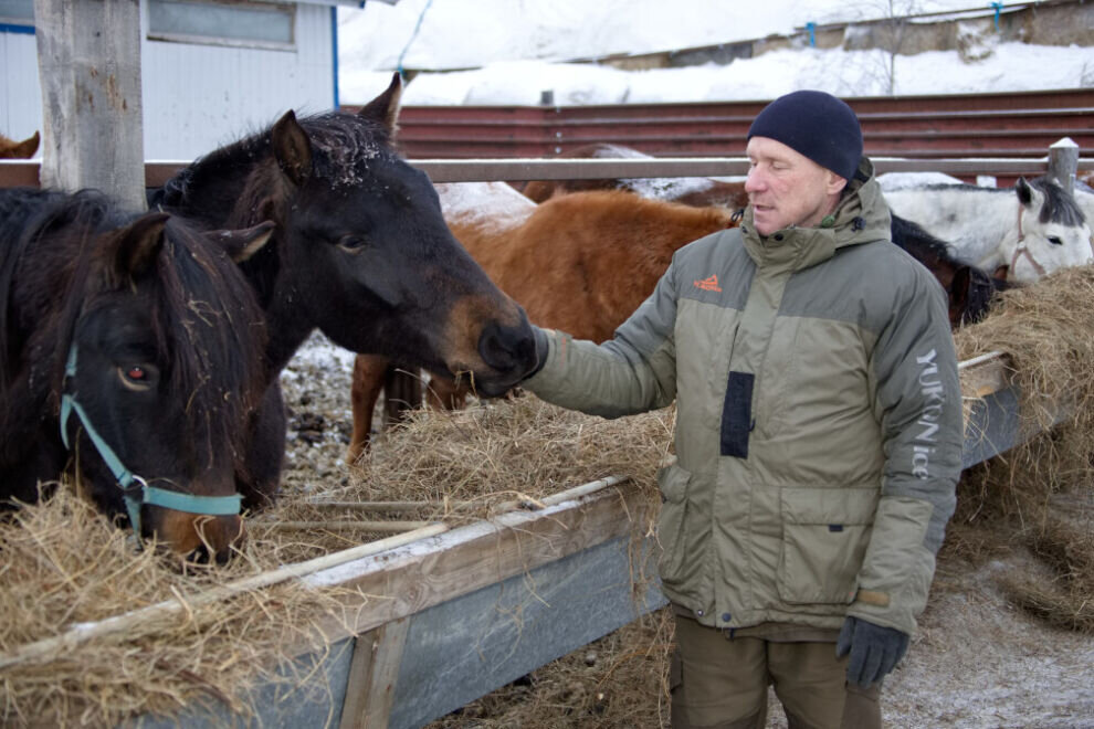    На Ямале будут возрождать приобскую породу лошадей