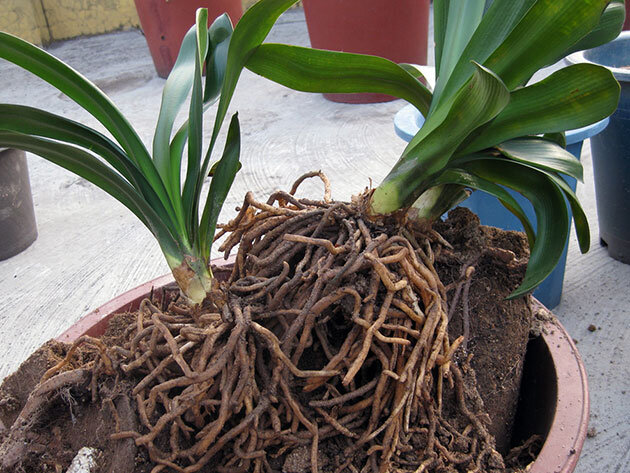 Спасаем орхидею: почему засыхають или портятся корни и как их восстановить