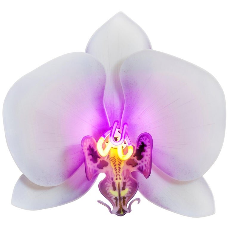 Orchis Exotica Phalaenopsis Violet � ���������� ������������ ��������� ������� �� ������ � �����