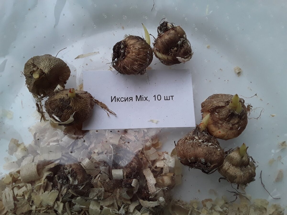 Некоторые луковицы начинают просыпаться