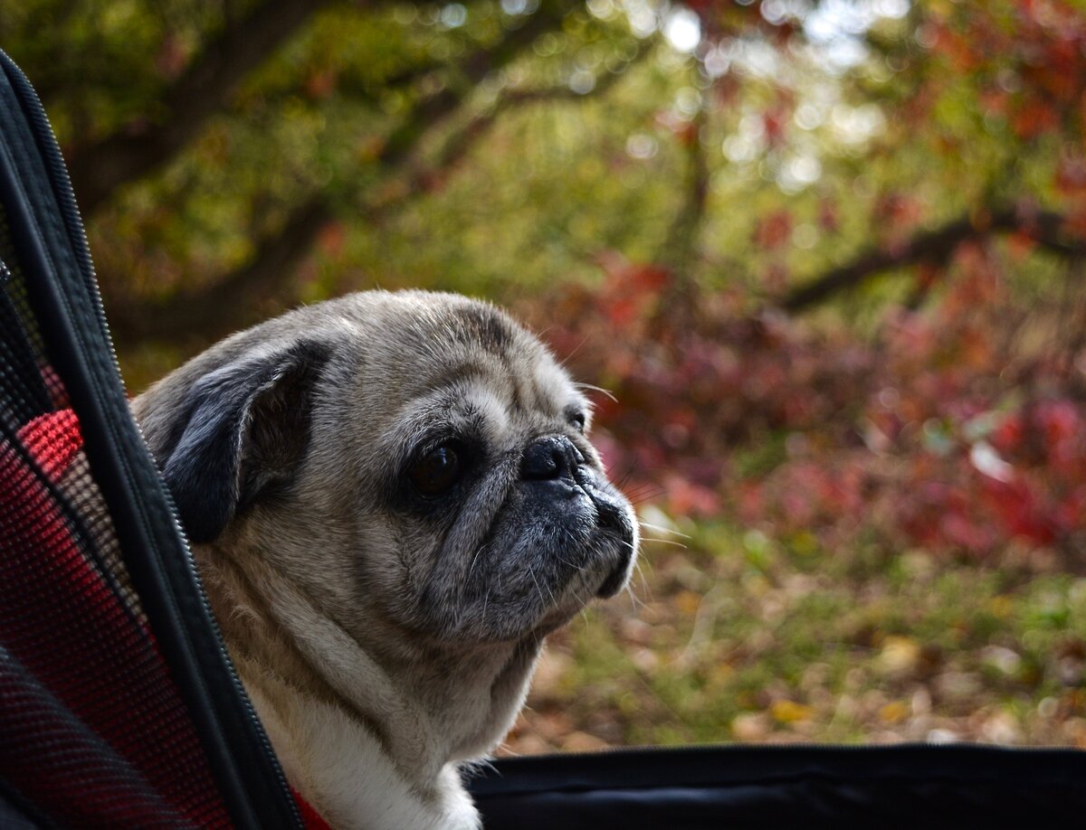 Ты самая-самая лучшая собака