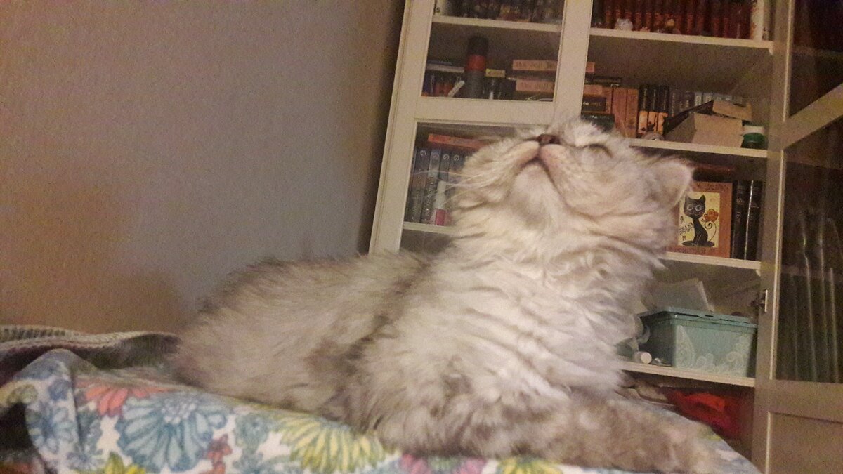 Кот не ученый на фоне моих книжных полок