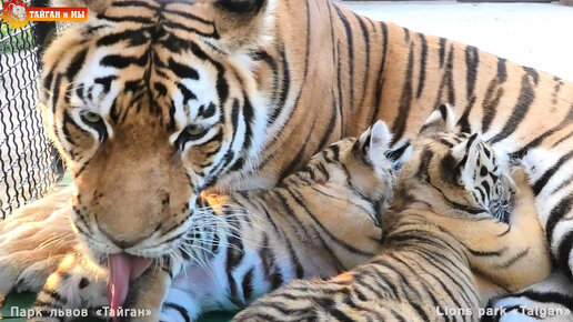 Тигрица Скарлетт - великолепная мама! Ужин у тигрят!