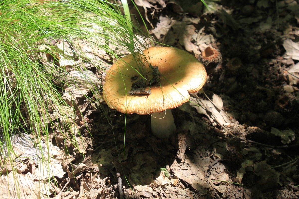 Грибы бычки на зиму. Валуй (Russula Foetens). Валуй (гриб). Бычки грибы. Грибы бычки фото.