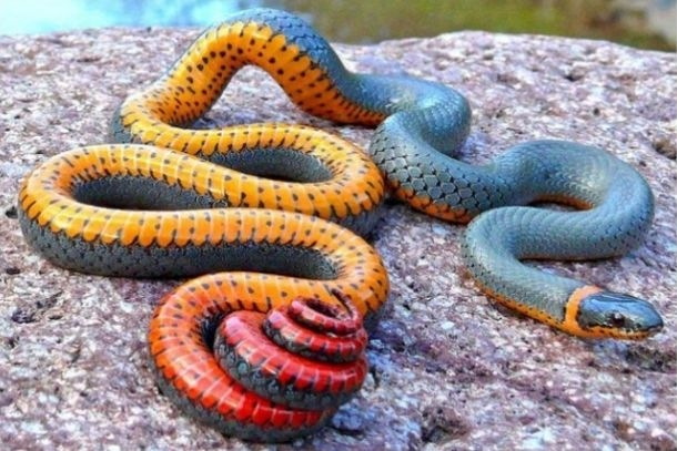 Garter Snakes Garter snake, Beautiful snakes, Poisonous snakes