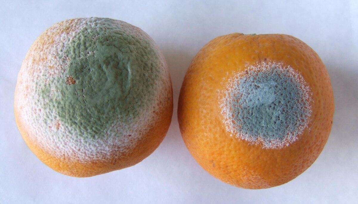 Интересна история изучения лекарственных свойств зелёного пеницилла.