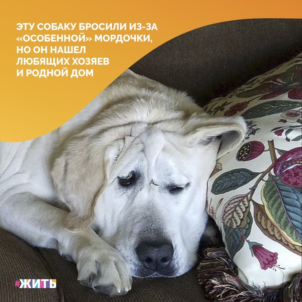 Этот лабрадор родился с сильно деформированной мордочкой. Несколько лет пес прожил в семье, где его не любили. И, хотя травма головы никак не повлияла на его ум и дружелюбие, только через пять лет после рождения он смог найти любящую семью и дом😻

Семья, где родился пес, отказалась от него почти сразу поле рождения — щенка с такой мордой вряд ли удалось бы выгодно продать. Его бесплатно отдали в другую семью, но в новом доме пес не поладил с кошками, поэтому пять лет он жил во дворе на привязи, его редко кормили и не пускали в дом. При переезде хозяин отвел собаку в приют, где животное сфотографировал один из волонтеров☝️

На фотографии собаки в соцсетях обратила внимание одна женщина. Она немедленно позвонила в приют и сказала, что готова забрать животное☺️

И вот, после долгого лечения, лабрадор снова полон сил и энергии, а самое главное - в любящей семье😌

Друзья, прожелаем счастья этому мальчику, он, наконец, нашел свой дом❤️

#жить #проектжить