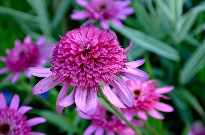 Фото Эхинацеи Махровой