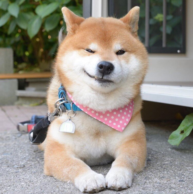 Самый харизматичный пес — сиба-ину с характером самурая | Pets2.me | Дзен