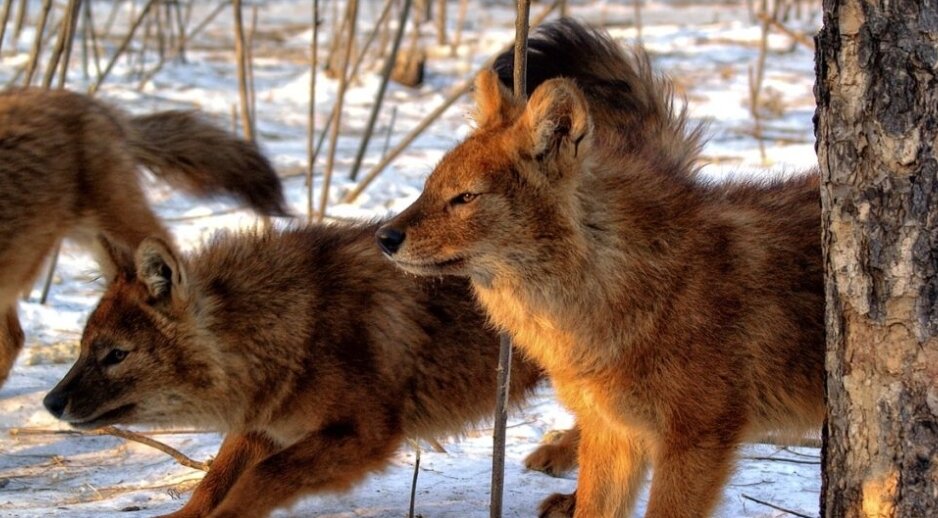 Красный волк.