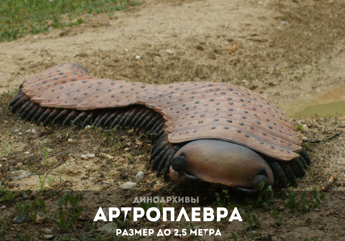 Многоножка артроплевра (Arthopleura).