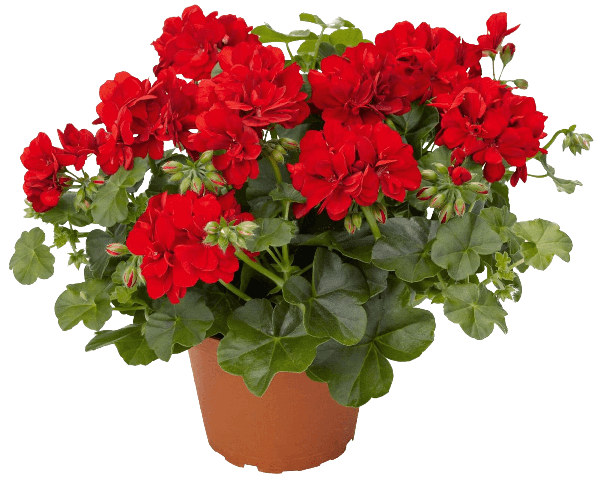Пеларгония. 