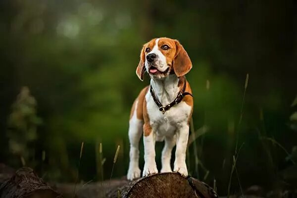 (Бигль) 
Вы активный человек, постоянно в движении