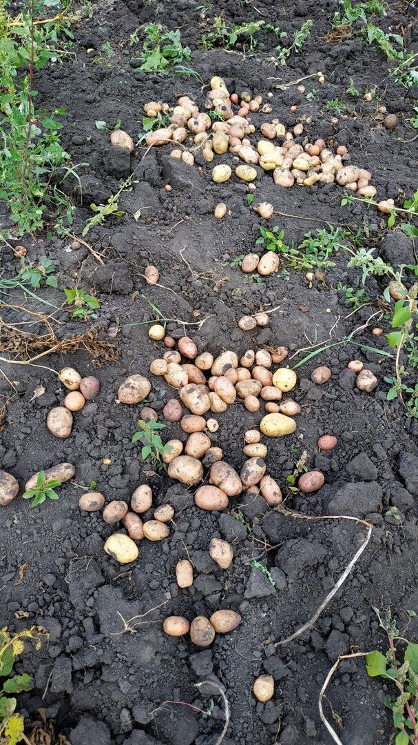 Печалька :( Такое количество с нескольких рядов...