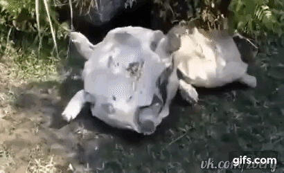 Черепахи